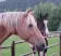 HorseJAM HorseJAM