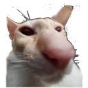 gatonariz