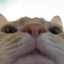 catpowerful