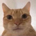 cate cate