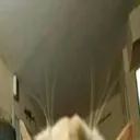 tallcate1