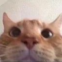 catplsrespond