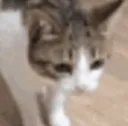 d_