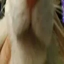 tallcate3