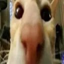 tallcate2