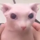 bingus bingus