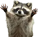 Raccoon_Hug