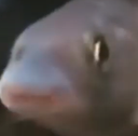gop Discord emoji