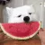 WatermelonDog