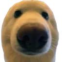 PostThisDog