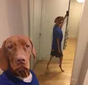 y_daddog
