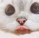 lick