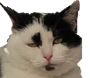 meh