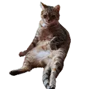 mimi