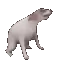 dogdancingvibeswag