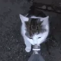 ch_SPLOOOSH