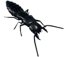devilscoachhorse