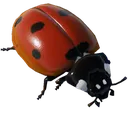 ladybird ladybird