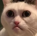 notenoughcandleforts notenoughcandleforts
