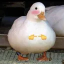 DuckShy