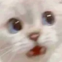kat_panic