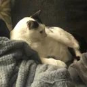 chillingcat
