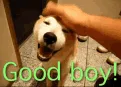 Good_boy