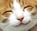 thankscat
