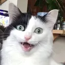 catscream