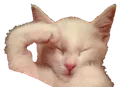 salutekitty