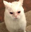 Madcat MadCat Discord Emoji