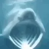 SharkPog