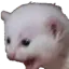 White_Cat3CDL