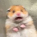 gasp
