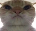 kittywow