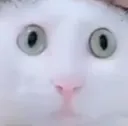 ono