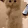 goaCatPlease