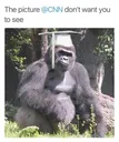 HarambeGraduation