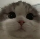 s_catstare