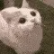 catabababa