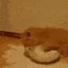 catNOOOMYMILJ