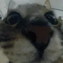 catoooooo