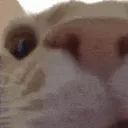 catwiggle