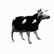 cowdancing