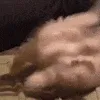 catYea