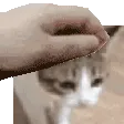 headpat_d