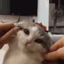 catfacesquish