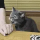 catwack