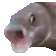 OOOO