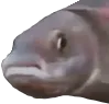 PauseFish